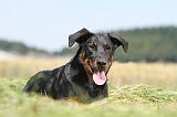 BEAUCERON 437